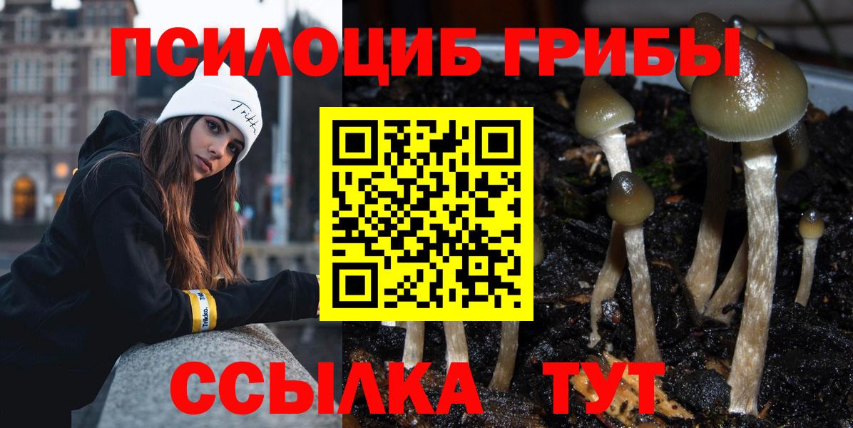 Галлюциногенные грибы Psilocybe Бердск